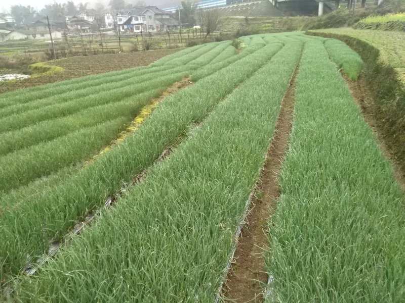 优质香葱交通便利