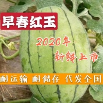 【现货供应】早春红玉西瓜8斤打底品质好价格低