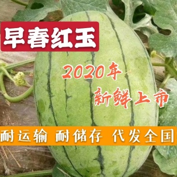 【现货供应】早春红玉西瓜8斤打底品质好价格低