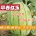【现货供应】早春红玉西瓜8斤打底品质好价格低
