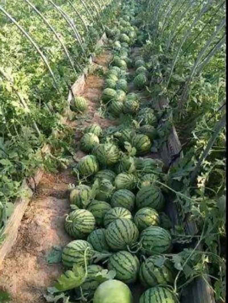 【现货供应】早春红玉西瓜8斤打底品质好价格低