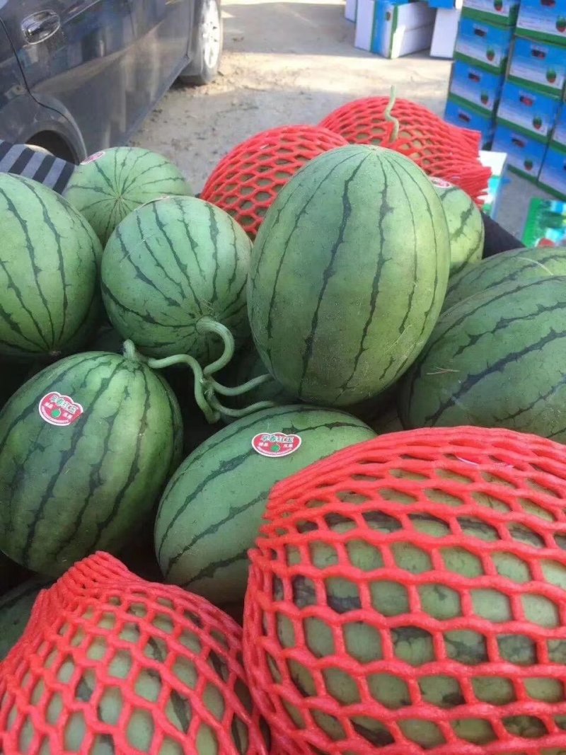 【现货供应】早春红玉西瓜8斤打底品质好价格低