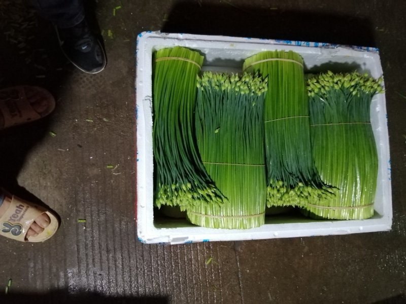 广东韭菜花质量保证货源充足一年四季均可供货欢迎实地