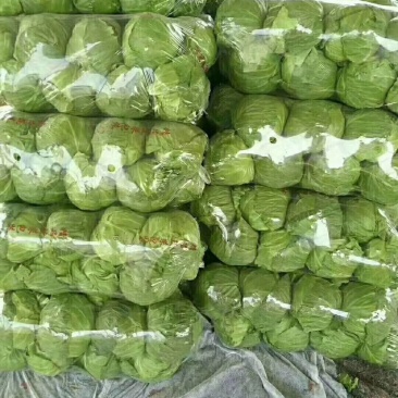 邯郸本地精品甘蓝。大量上市中甘56，个头均匀颜色好