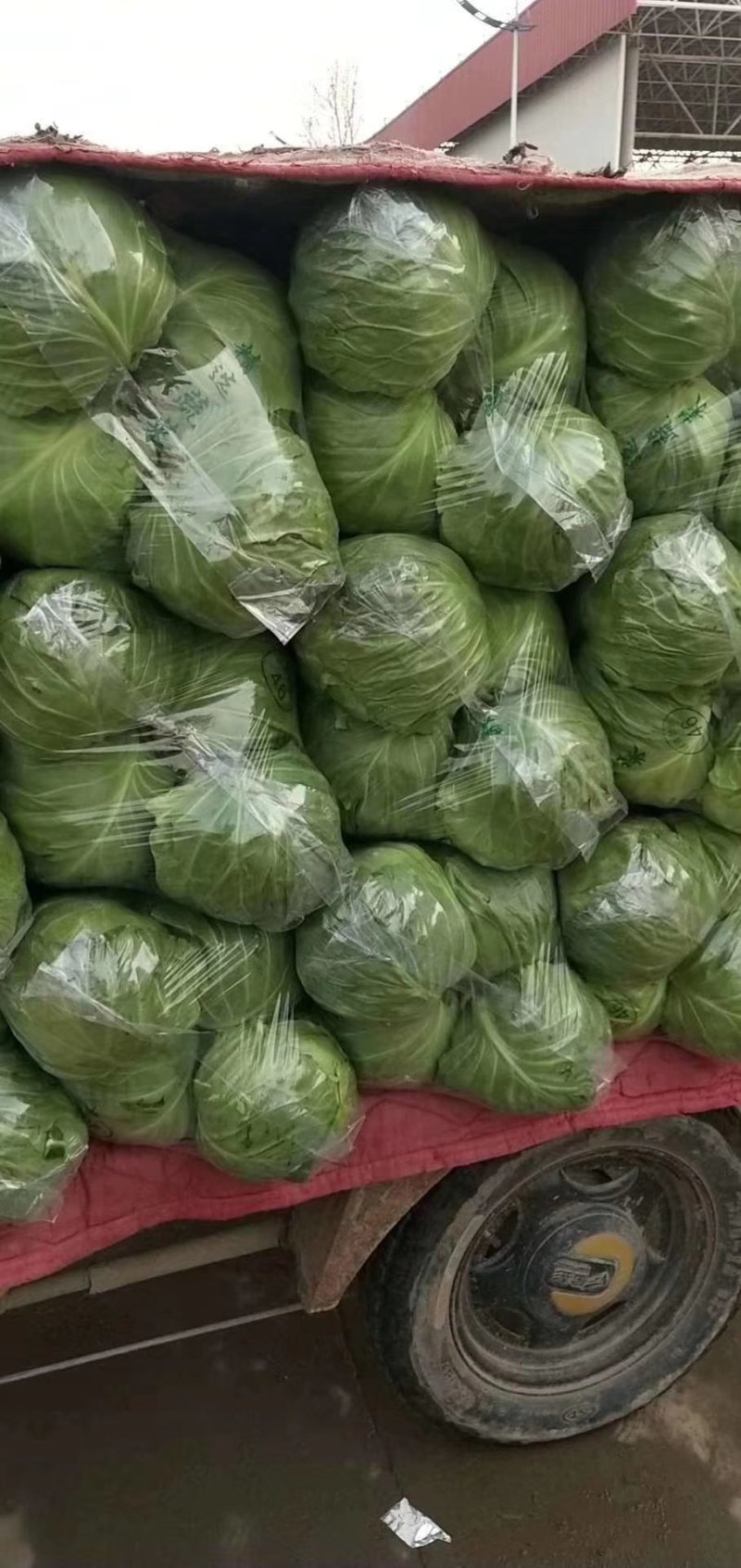 邯郸本地精品甘蓝。大量上市中甘56，个头均匀颜色好
