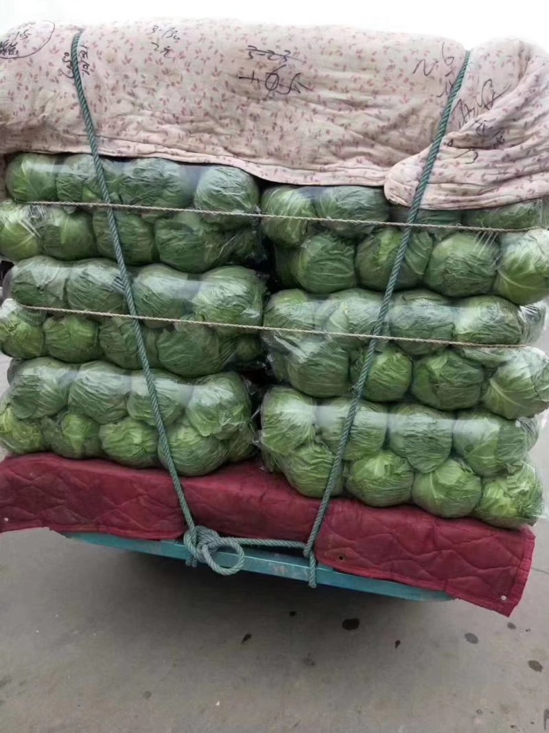 邯郸本地精品甘蓝。大量上市中甘56，个头均匀颜色好