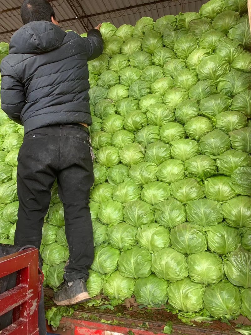 邯郸本地精品甘蓝。大量上市中甘56，个头均匀颜色好