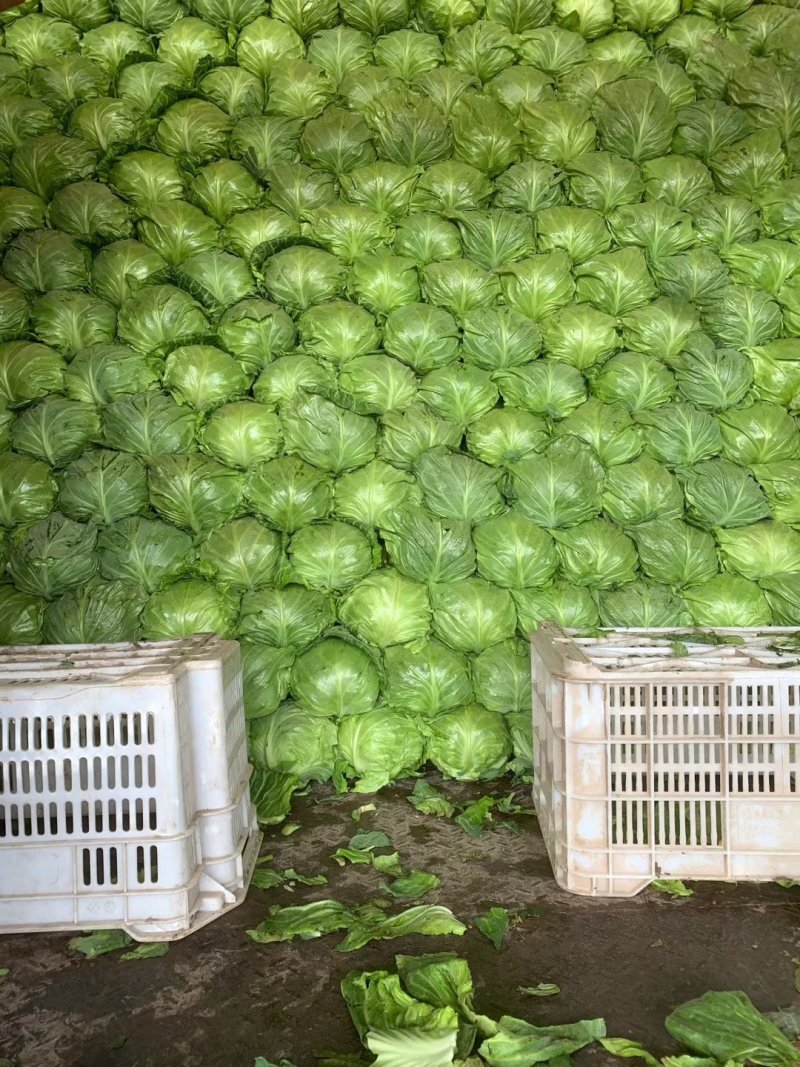 邯郸本地精品甘蓝。大量上市中甘56，个头均匀颜色好