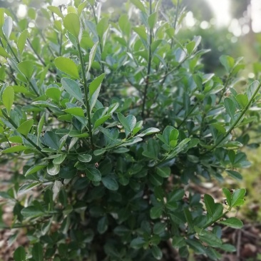 湖北孝感，大量出售优质价廉的大叶黄杨