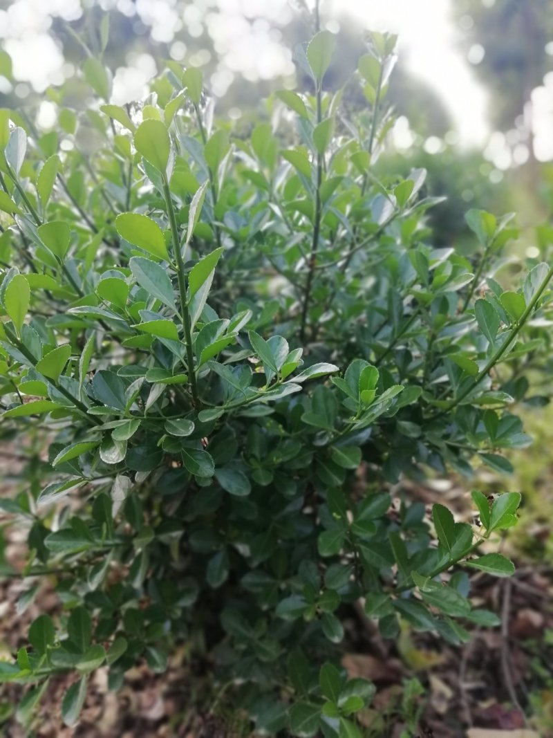 湖北孝感，大量出售优质价廉的大叶黄杨