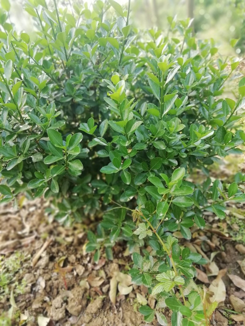湖北孝感，大量出售优质价廉的大叶黄杨