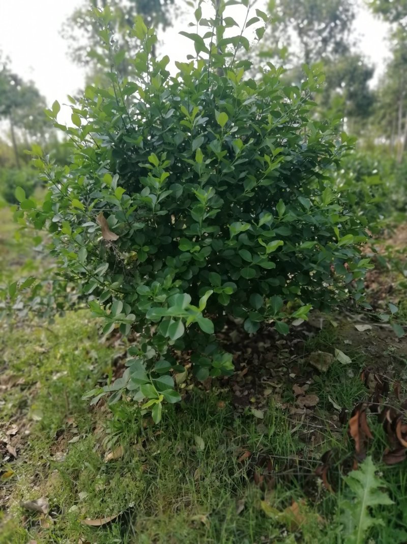 湖北孝感，大量出售优质价廉的大叶黄杨
