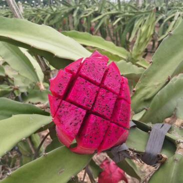 【推荐苗子】火龙果苗，免费提供技术自家苗圃基地常年供货