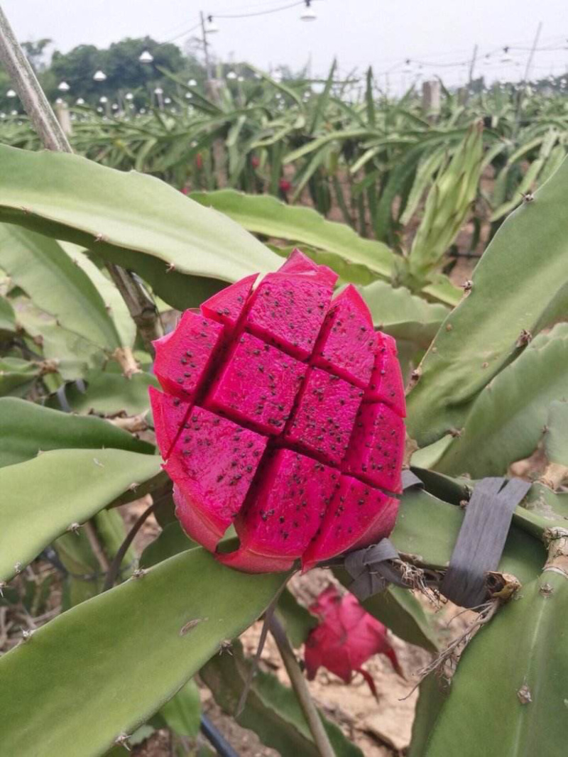 【推荐苗子】火龙果苗，免费提供技术自家苗圃基地常年供货