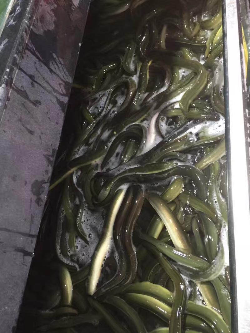 河鳗鳗鱼欧洲鳗鱼日本鳗鱼白鳝常年供货一手货源批发