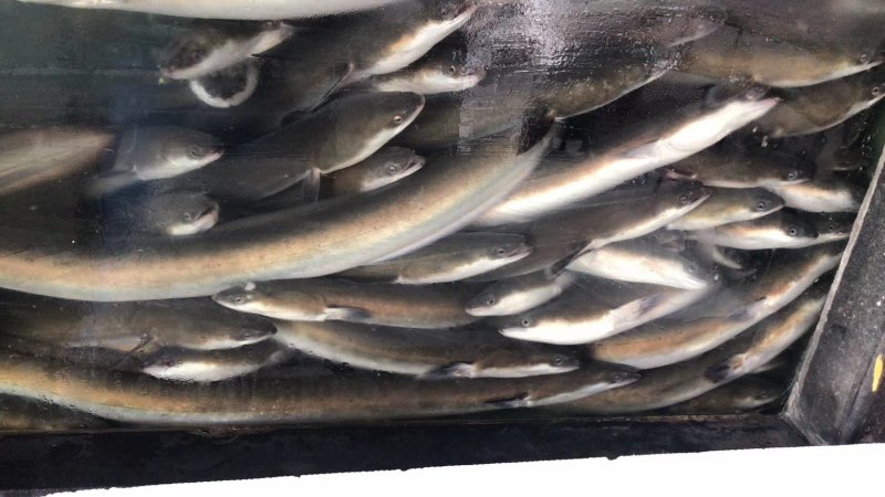 河鳗鳗鱼欧洲鳗鱼日本鳗鱼白鳝常年供货一手货源批发