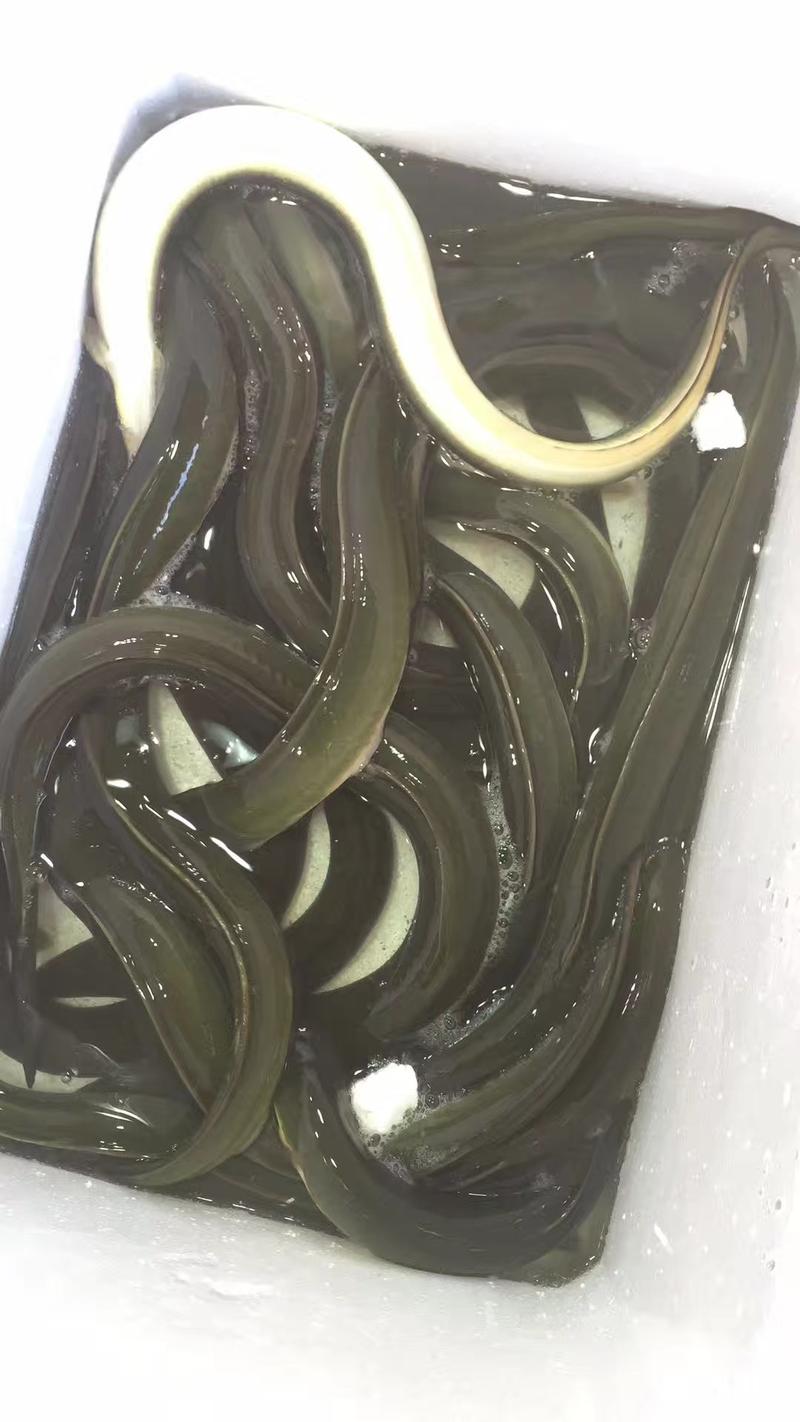 河鳗鳗鱼欧洲鳗鱼日本鳗鱼白鳝常年供货一手货源批发