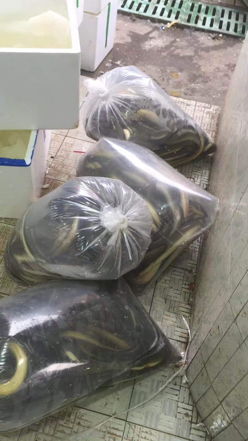 河鳗鳗鱼欧洲鳗鱼日本鳗鱼白鳝常年供货一手货源批发