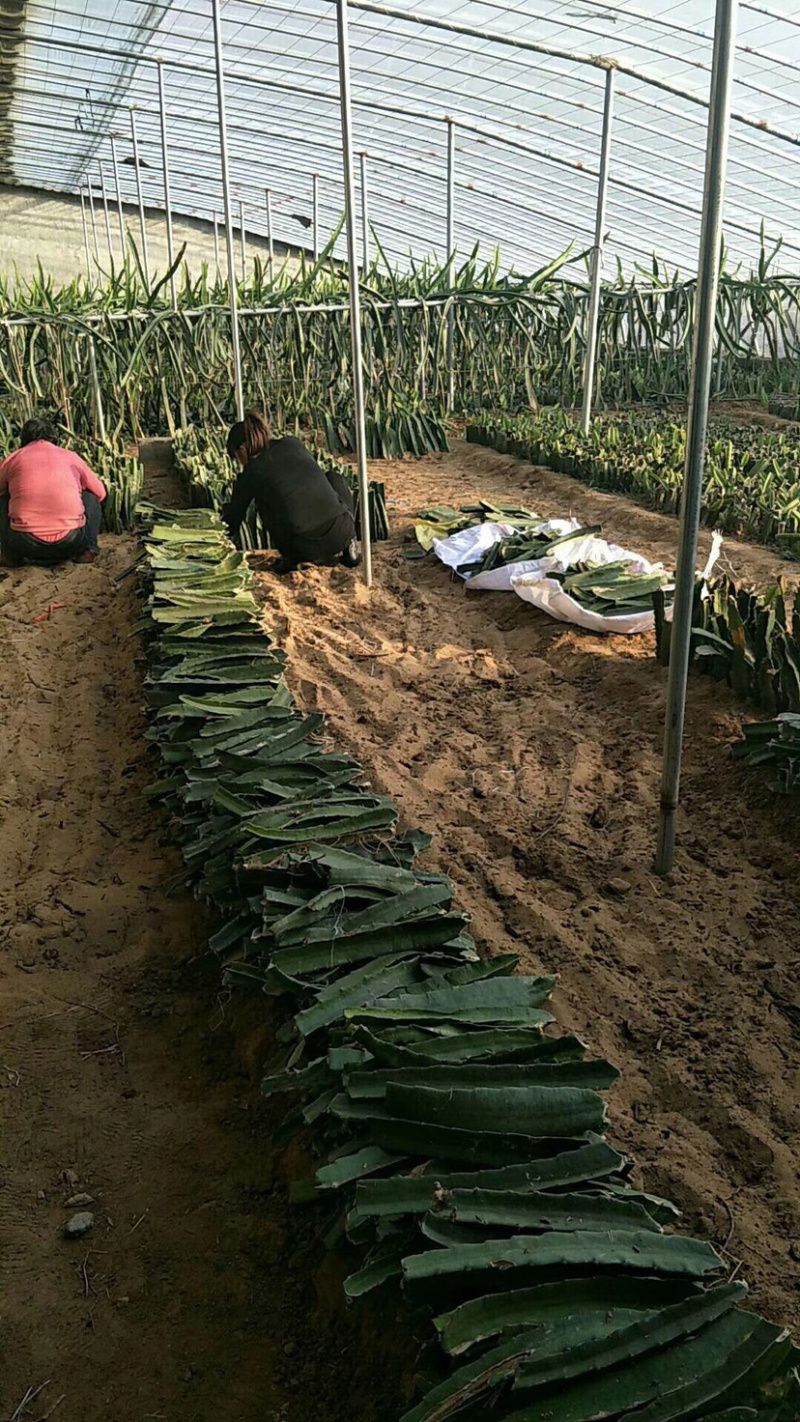 【推荐苗子】火龙果苗，免费提供技术自家苗圃基地常年供货