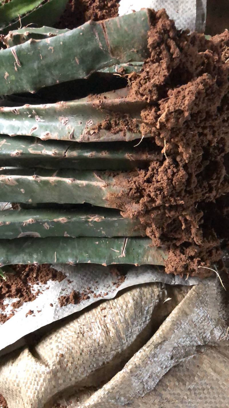 【推荐苗子】火龙果苗，免费提供技术自家苗圃基地常年供货