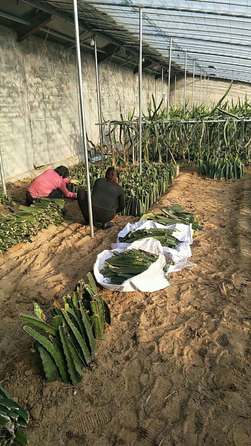 【推荐苗子】火龙果苗，免费提供技术自家苗圃基地常年供货