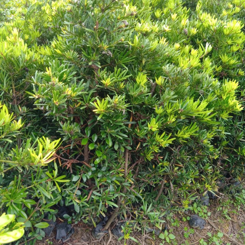 罗汉松苗园林绿化树1.5.一2.0米高
