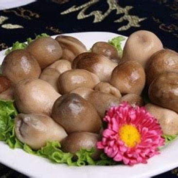 草菇