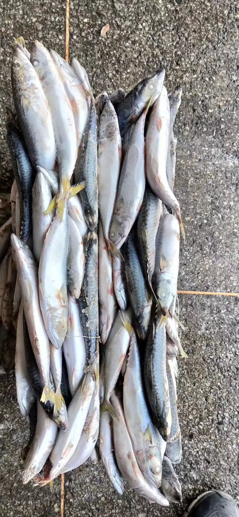 各种多样鲅鱼，鲐鲅鱼，燕鲅鱼
