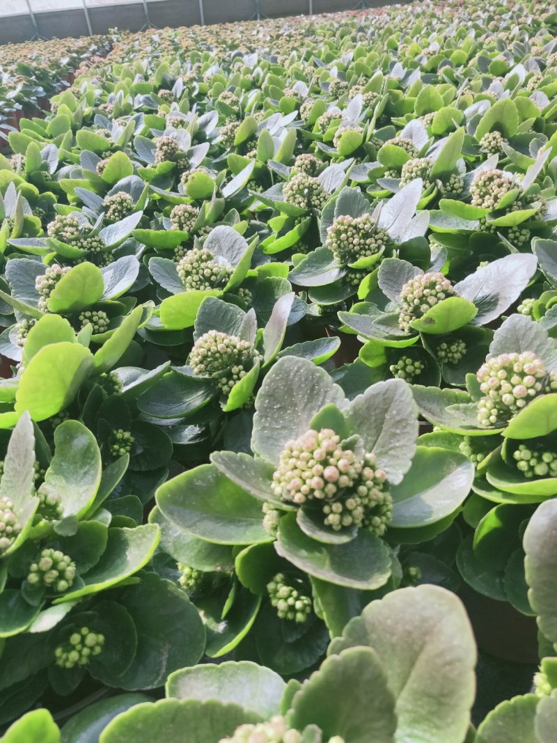 长寿花