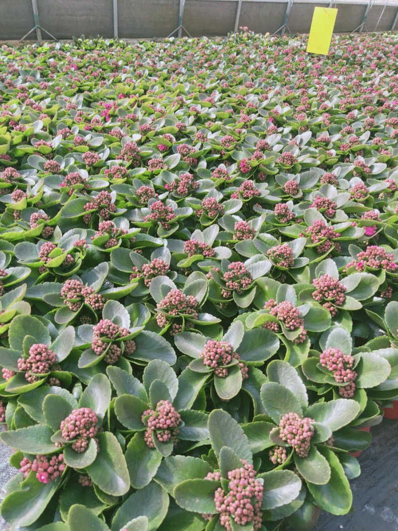 长寿花