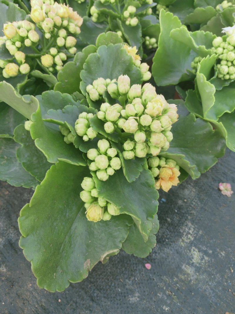 长寿花