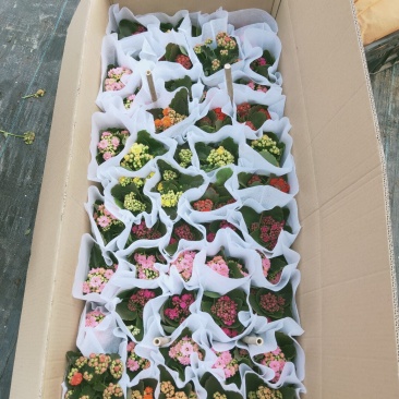 长寿花