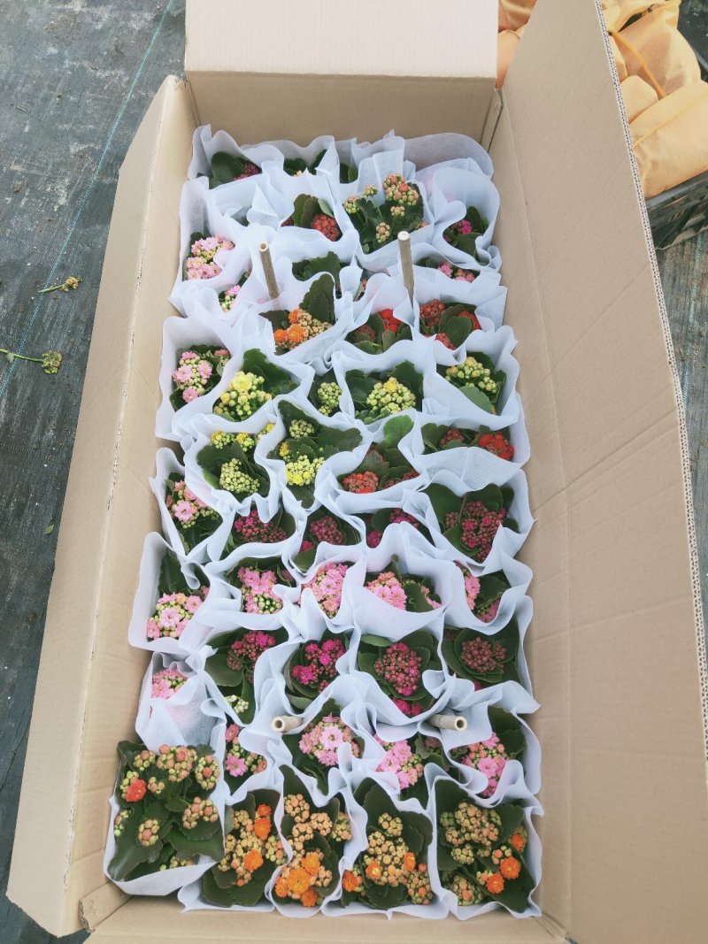 长寿花