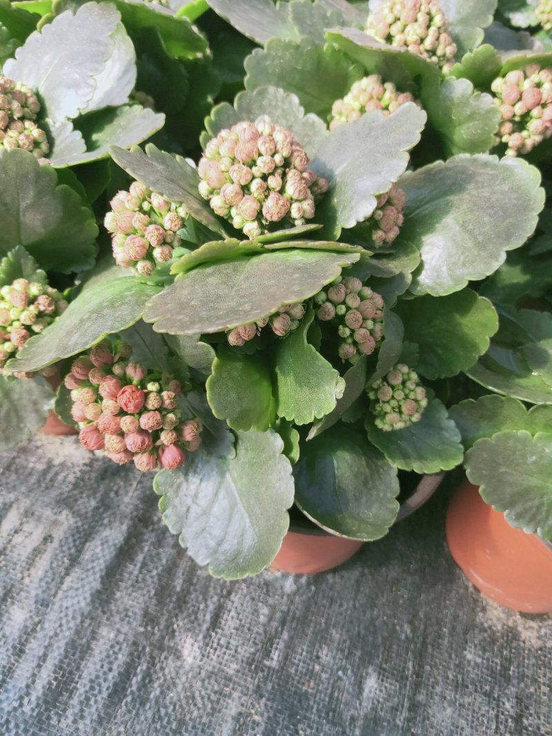 长寿花