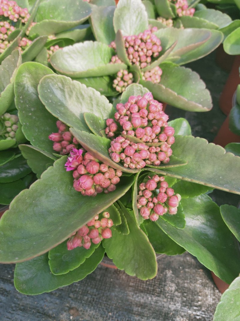 长寿花