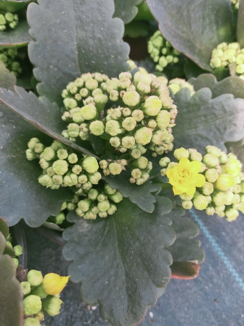 长寿花