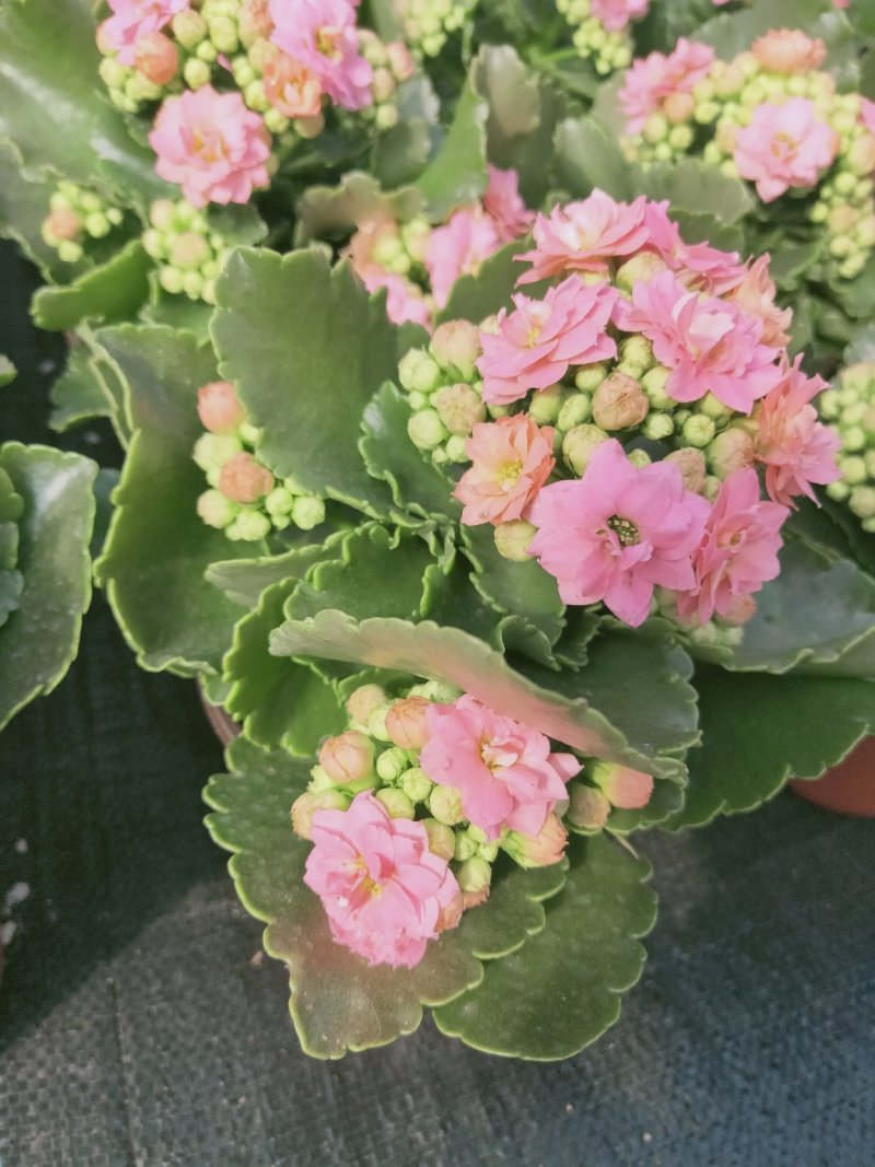 长寿花