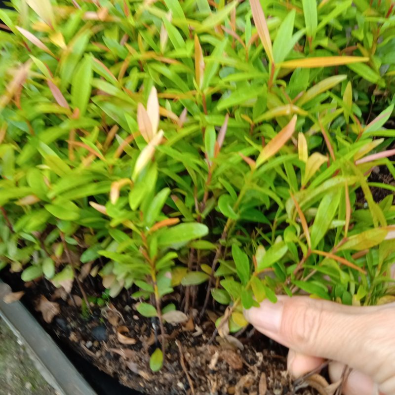 红车苗彩叶地被绿植园林绿化色块苗