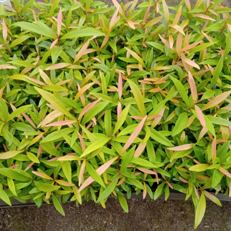 红车苗彩叶地被绿植园林绿化色块苗