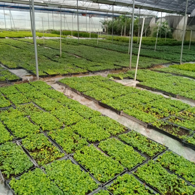 红车苗彩叶地被绿植园林绿化色块苗