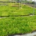 红车苗彩叶地被绿植园林绿化色块苗