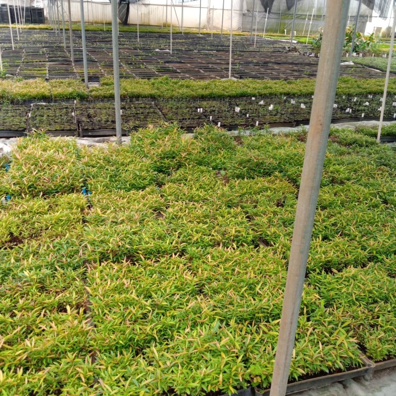 红车苗彩叶地被绿植园林绿化色块苗