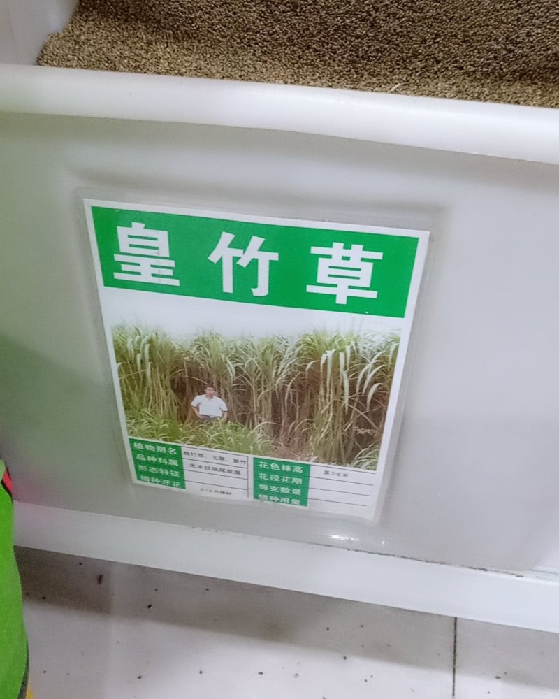 皇竹草种子高产5到8斤/亩两斤包邮