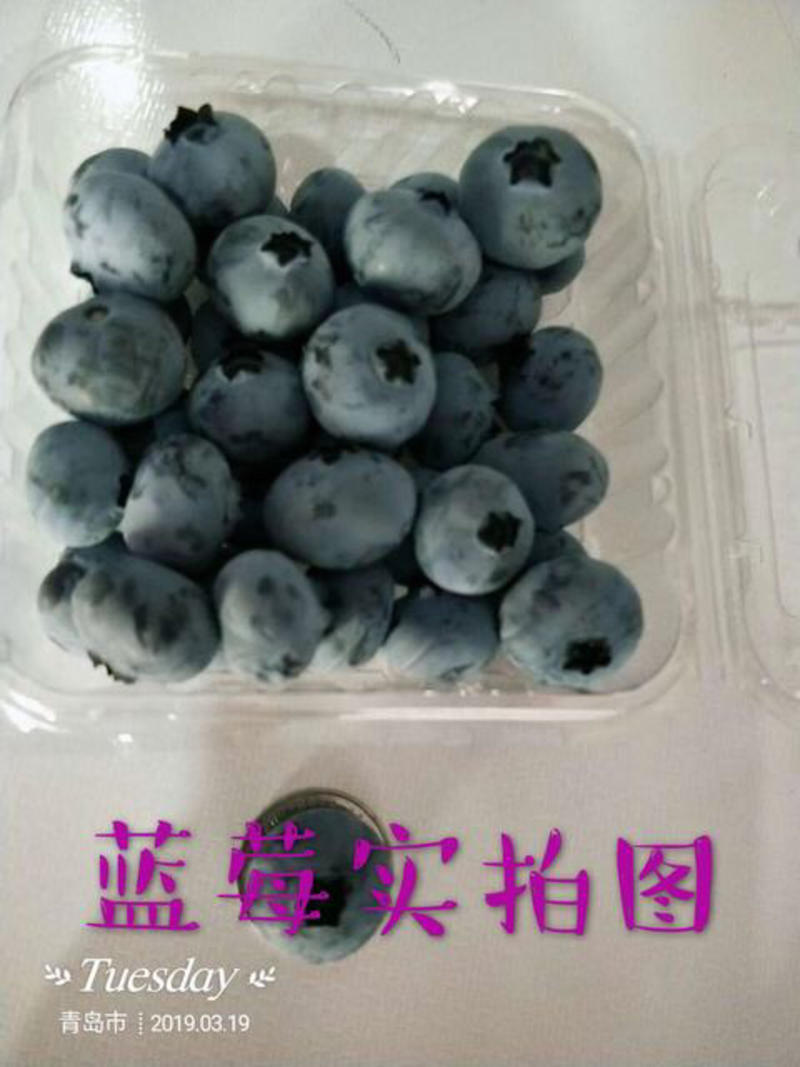 山东蓝莓现摘现发蓝莓鲜果绿宝石珠宝15mm以上大果