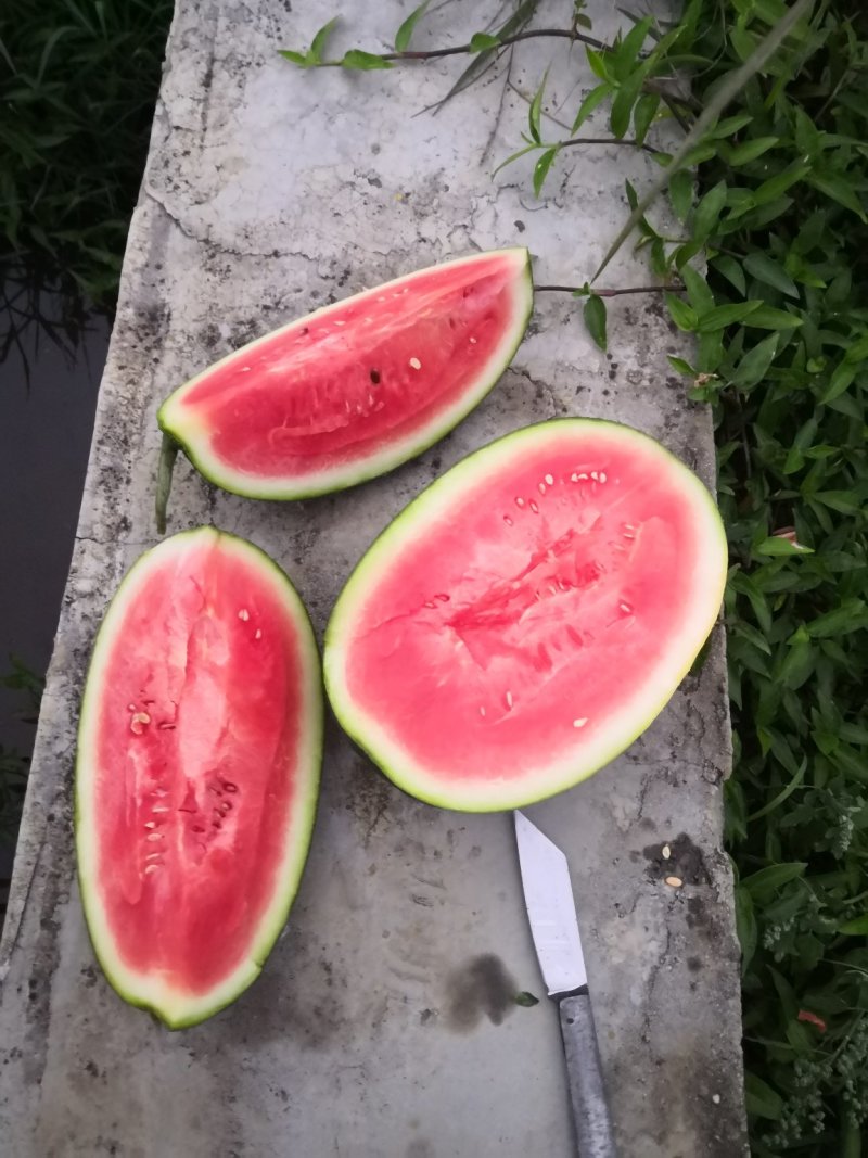 广东阳西县西瓜大量上市，品质优等，专业代办一条龙服务。