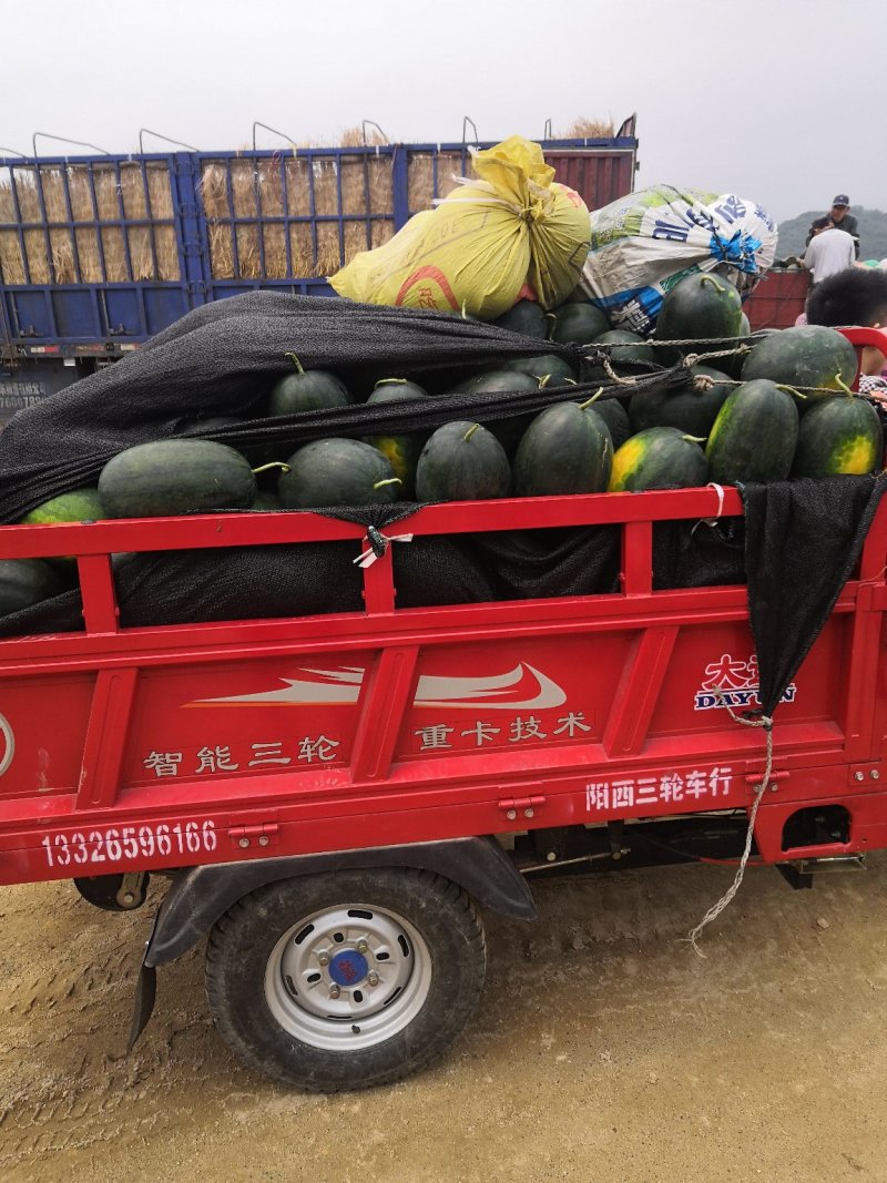 广东阳西县西瓜大量上市，品质优等，专业代办一条龙服务。