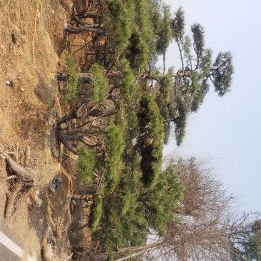 油松造型松树