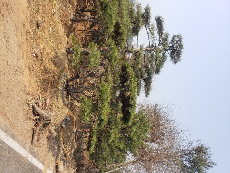油松造型松树