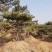 油松绿化松树