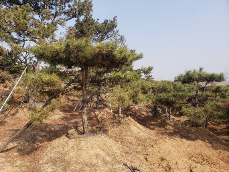油松绿化松树